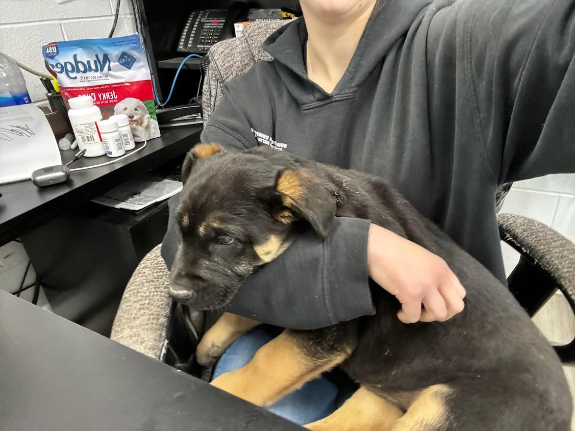 Potato (Available For Adoption 1/14)