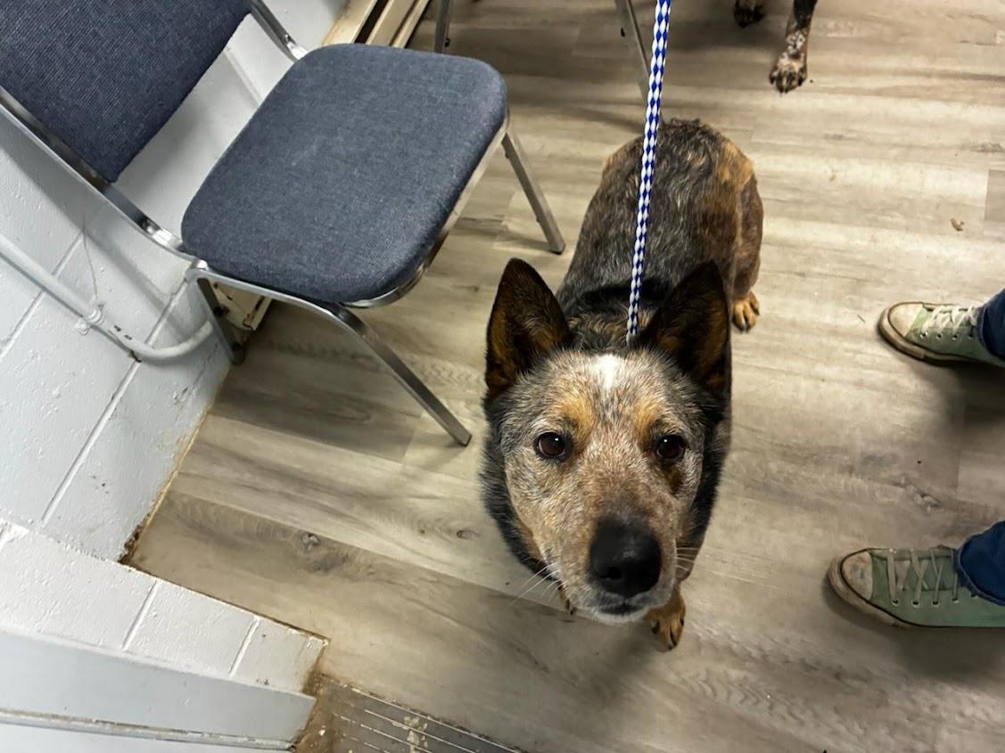 Brick  (Available For Adoption 1/19)