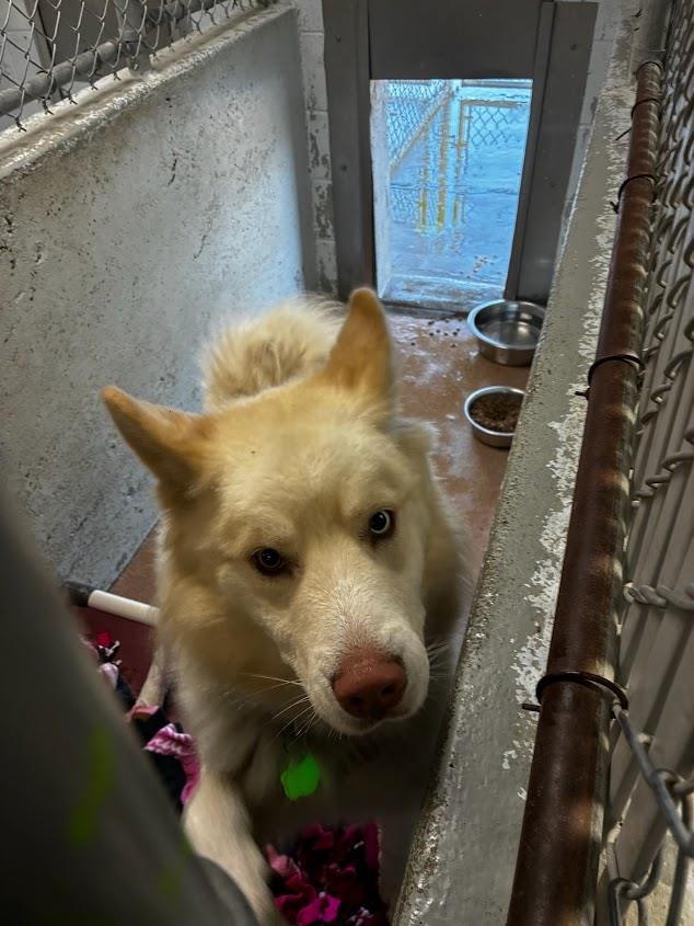 Thunder (Available For Adoption 02/05)