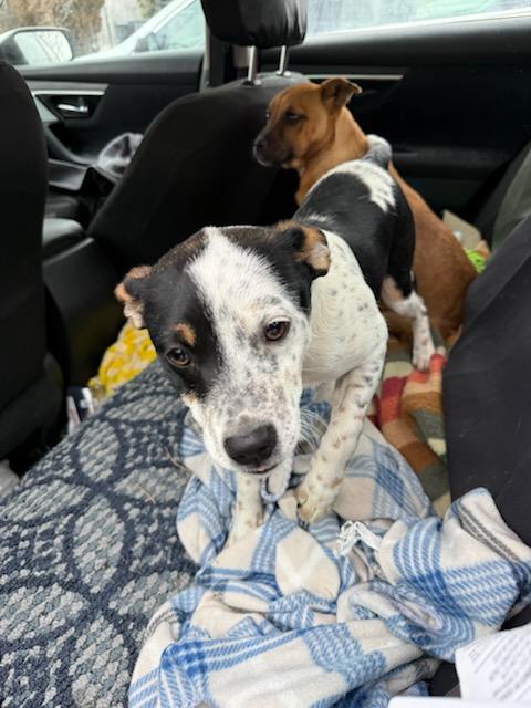 (Available For Adoption 02/08)