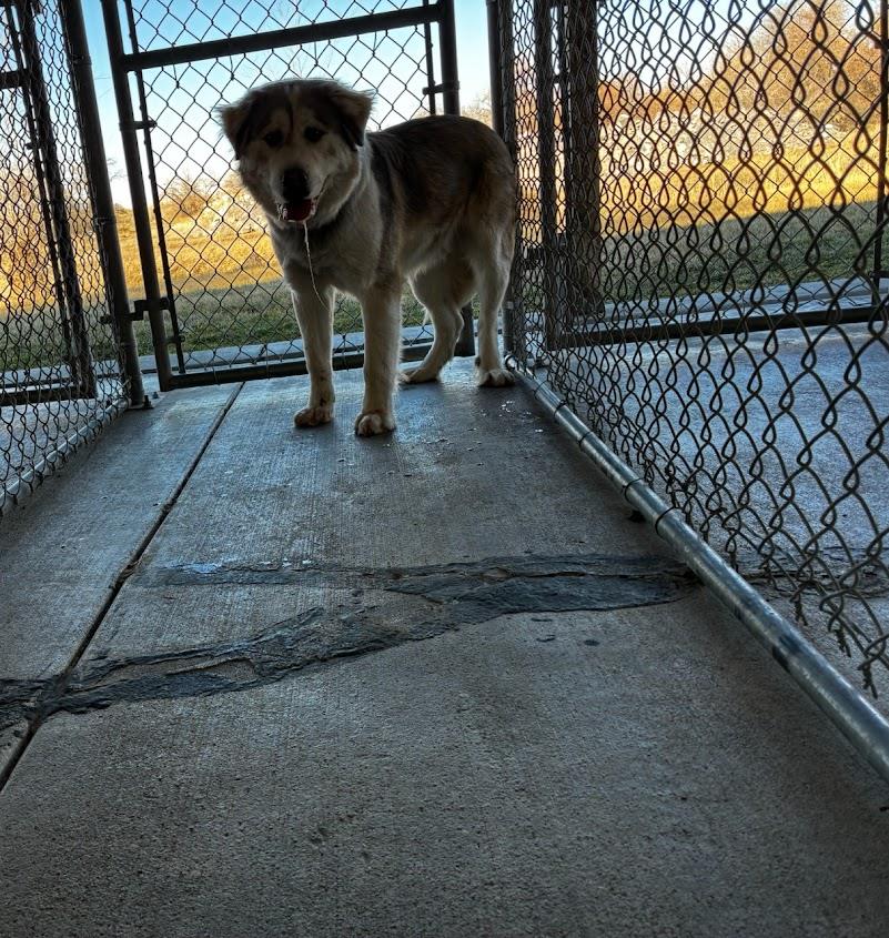 Atlis (Available For Adoption 02/10)