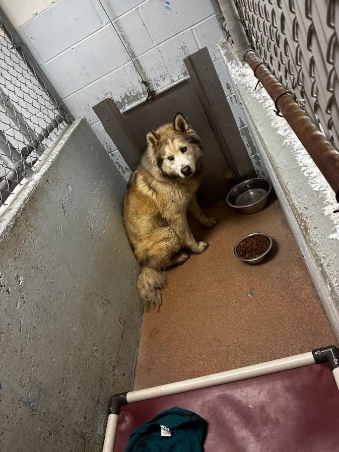  (Available For Adoption 02/23)