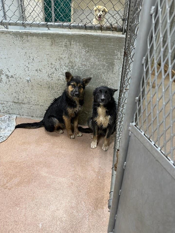 Gigi (Available For Adoption 3/1)