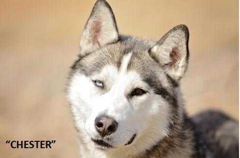 Chester Adopted 2023