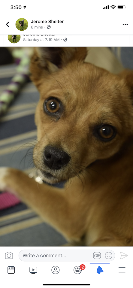 Lily Adopted June 2019