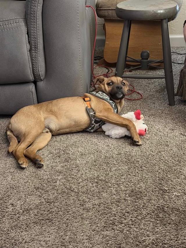 Remington Adopted February 2026