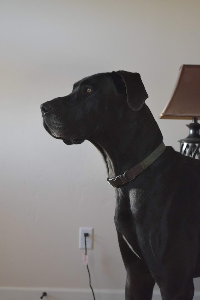 Mayhem Adopted February 2022